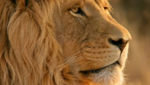 Mac-OS-X-Lion