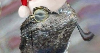 lizard-squad